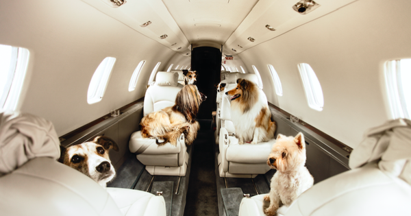 Pets and private jets